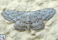 Grauer Zwergspanner