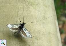 Männlicher Grüner Langfühler (Green Longhorn, Adela reaumurella)