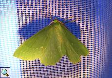 Grünes Blatt (Large Emerald, Geometra papilionaria)