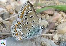 Weiblicher Hauhechel-Bläuling (Common Blue, Polyommatus icarus)