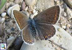 Weiblicher Hauhechel-Bläuling (Common Blue, Polyommatus icarus)