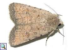 Heu-Staubeule (Pale Mottled Willow, Caradrina clavipalpis)