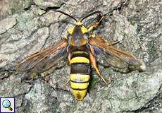 Hornissen-Glasflügler (Hornet Moth, Sesia apiformis)