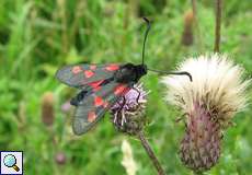 Hornklee-Widderchen (Narrow-bordered Five-spot Burnet, Zygaena lonicerae)