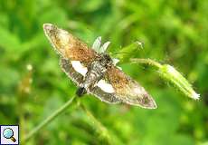 Hornkraut-Tageulchen (Small Yellow Underwing, Panemeria tenebrata)