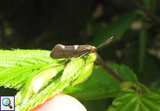 Incurvaria masculella (Feathered Diamond-back)