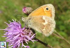 Kleines Wiesenvögelchen (Small Heath, Coenonympha pamphilus)