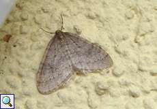 Männlicher Kleiner Frostspanner (Winter Moth, Operophtera brumata)