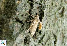 Weiblicher Kleiner Frostspanner (Winter Moth, Operophtera brumata)