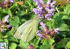 Kleiner Kohlweißling (Small White, Pieris rapae)