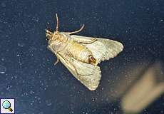 Kohleule (Cabbage Moth, Mamestra brassicae)