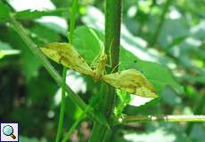 Labkraut-Haarbüschelspanner (Barred Straw, Eulithis pyraliata)