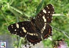 Landkärtchen (Map Butterfly, Araschnia levana f. prorsa), Sommergeneration