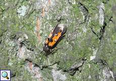 Laubholz-Fransenfalter (Linden Bark-borer Moth, Chrysoclista linneella)