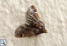 Mehlzünsler (Meal Moth, Pyralis farinalis)