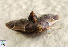 Mehlzünsler (Meal Moth, Pyralis farinalis)