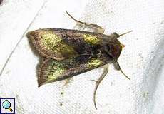 Messingeule (Burnished Brass, Diachrysia chrysitis)