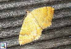 Ockergelber Blattspanner (Yellow Shell, Camptogramma bilineata)