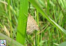 Olivbrauner Zünsler (Pyrausta despicata)