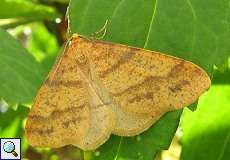 Orangegelber Breitflügelspanner (Scarce Umber, Agriopis aurantiaria)