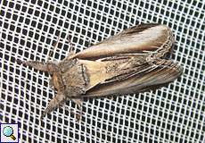 Pappel-Zahnspinner (Swallow Prominent, Pheosia tremula)