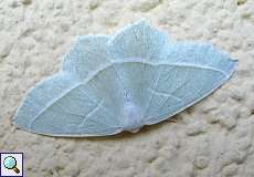 Perlglanzspanner (Light Emerald, Campaea margaritata)