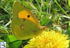 Postillon (Clouded Yellow, Colias croceus)