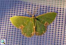 Pustelspanner (Blotched Emerald, Comibaena bajularia)