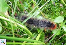 Raupe des Braunen Bärs (Garden Tiger Moth, Arctia caja)