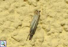 Rispengraszünsler (Garden Grass-veneer, Chrysoteuchia culmella)