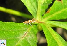 Rosskastanienminiermotte (Horse Chestnut Leaf-miner, Cameraria ohridella)