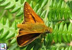 Rostfarbiger Dickkopffalter (Large Skipper, Ochlodes sylvanus)