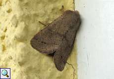 Rundflügel-Kätzcheneule (Common Quaker, Orthosia cerasi)