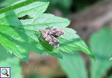 Rundstirnmotte (Nettle-tap, Anthophila fabriciana)