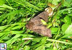 Schatteneule (Brown Rustic, Rusina ferruginea)