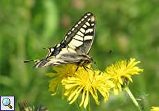 Schwalbenschwanz (Old World Swallowtail, Papilio machaon)