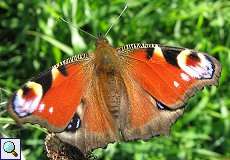 Tagpfauenauge (European Peacock, Aglais io)