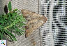Trockenrasen-Graswurzeleule (Light Arches, Apamea lithoxylea)