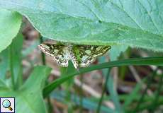Wasserzünsler (Beautiful China-mark, Nymphula nitidulata)