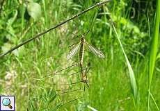 Kohlschnaken (Tipula oleracea) bei der Paarung nördlich des Düsseldorfer Flughafens