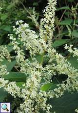 Blüten des Japanischen Staudenknöterichs (Fallopia japonica) nördlich des Düsseldorfer Flughafens