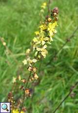 Gewöhnlicher Odermenning (Agrimonia eupator) nördlich des Düsseldorfer Flughafens