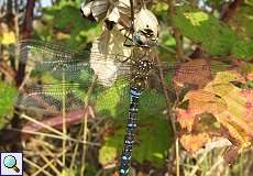 Männliche Herbst-Mosaikjungfer (Aeshna mixta) nördlich des Düsseldorfer Flughafens