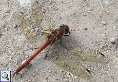 Männliche Gemeine Heidelibelle (Sympetrum vulgatum) nördlich des Düsseldorfer Flughafens