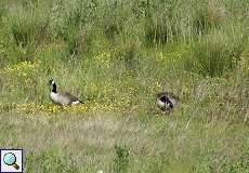 Kanadagänse (Branta canadensis) nördlich des Düsseldorfer Flughafens