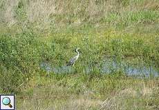 Graureiher (Ardea cinerea cinerea) nördlich des Düsseldorfer Flughafens