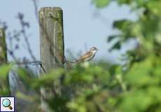 Dorngrasmücken-Männchen (Sylvia communis) nördlich des Düsseldorfer Flughafens