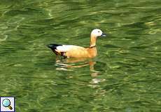 Rostgans-Männchen (Tadorna ferruginea) auf dem Lambertus-See nördlich des Düsseldorfer Flughafens