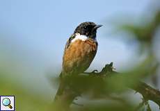 Männliches Schwarzkehlchen (Saxicola rubicola) nördlich des Düsseldorfer Flughafens