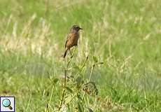 Weibliches Schwarzkehlchen (Saxicola rubicola) nördlich des Düsseldorfer Flughafens